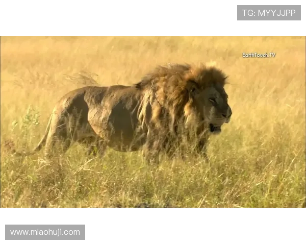 发财雄狮:打造财运旺盛的家居环境必不可少的雄狮装饰